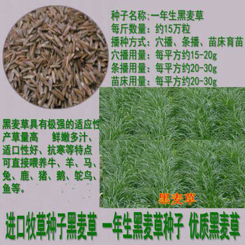 金華四季青草籽種子銷售處